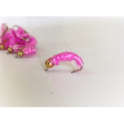 Pink Shrimp